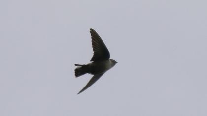 Eurasian Crag Martin
