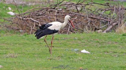 White Stork