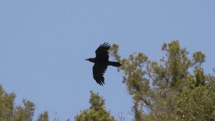Northern Raven