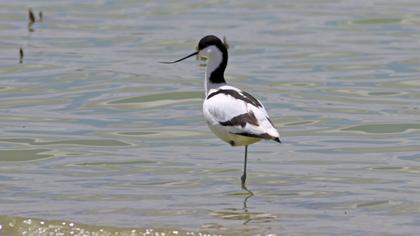 Pied Avocet