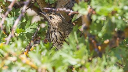 Tree Pipit
