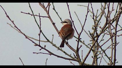 Red-backed Shrike