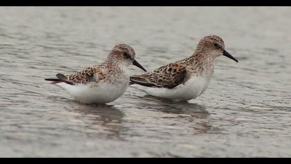 Little Stint
