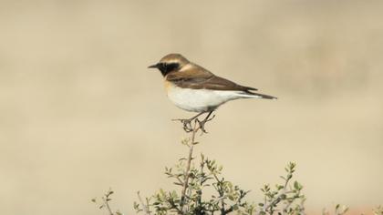 Karakulaklı kuyrukkakan