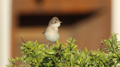 Common Whitethroat