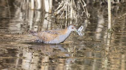 Baillon`s Crake