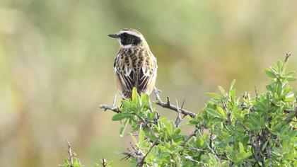 Whinchat