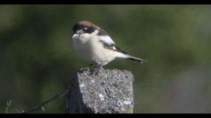 Kızılbaşlı örümcekkuşu