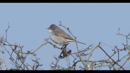 Common Whitethroat