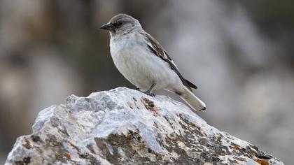 White-winged Snowfinch