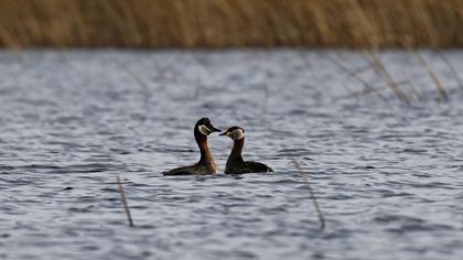 Red-necked Grebe