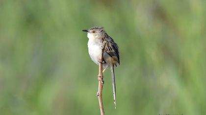 Delicate prinia