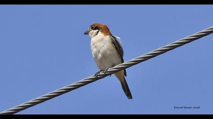 Woodchat Shrike