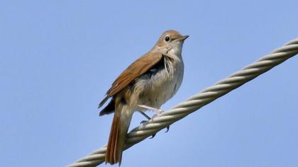Common Nightingale