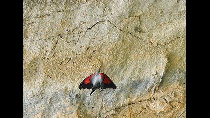 Wallcreeper