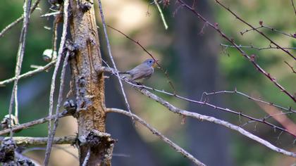 Red-breasted Flycatcher