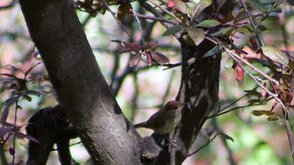 Eurasian Blackcap