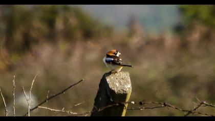 Woodchat Shrike