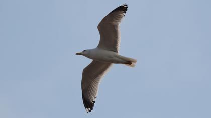 Yellow-legged Gull