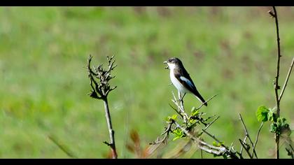 European Pied Flycatcher