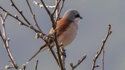 Kızılsırtlı örümcekkuşu