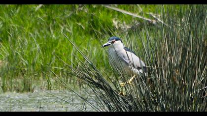 Black-crowned Night Heron