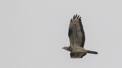 European Honey Buzzard
