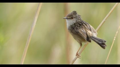 Delicate prinia