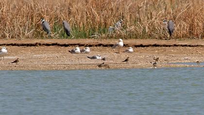 Collared Pratincole