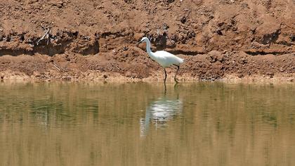 Küçük ak balıkçıl