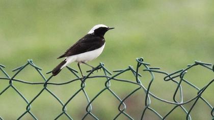 Pied Wheatear