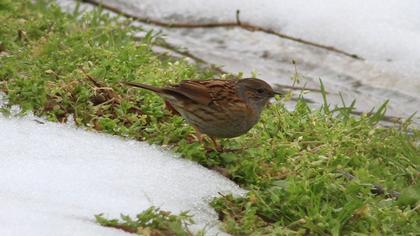 Dunnock