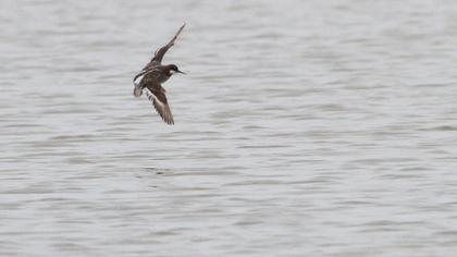Red-necked Phalarope