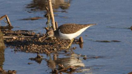 Common Sandpiper