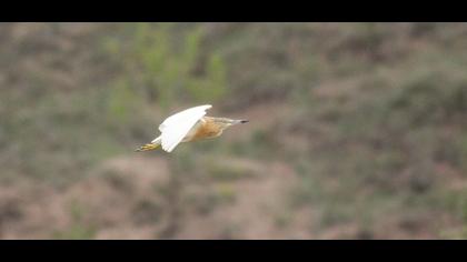 Squacco Heron