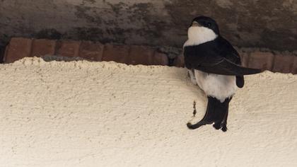 Common House Martin