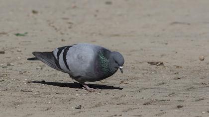 Rock Dove