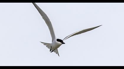 Gull-billed Tern