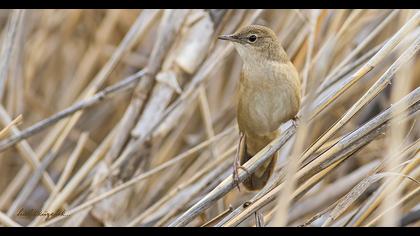 Savi`s Warbler