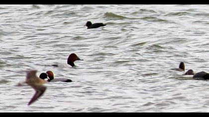 Common Pochard