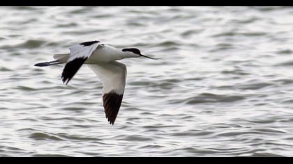 Pied Avocet