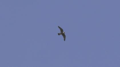 Peregrine Falcon