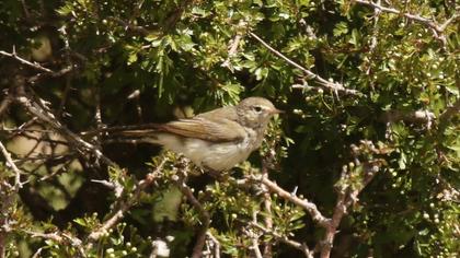 Eastern Bonelli`s Warbler