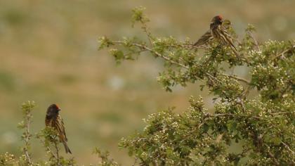 Red-fronted Serin