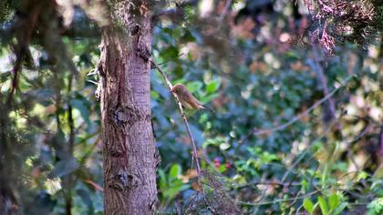 Red-breasted Flycatcher