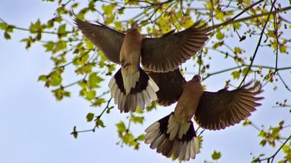 Laughing Dove