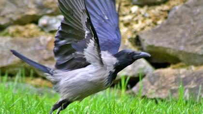 Hooded Crow
