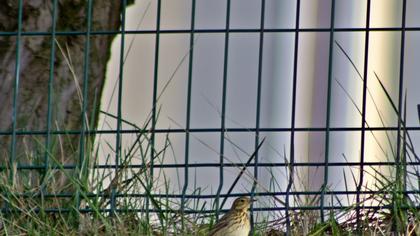 Tree Pipit