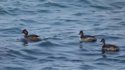 Black-necked Grebe