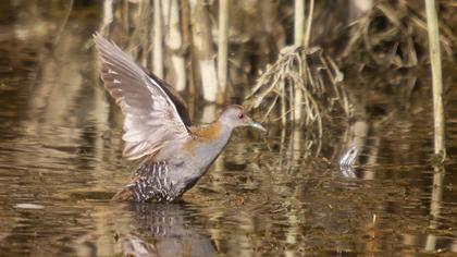 Baillon`s Crake